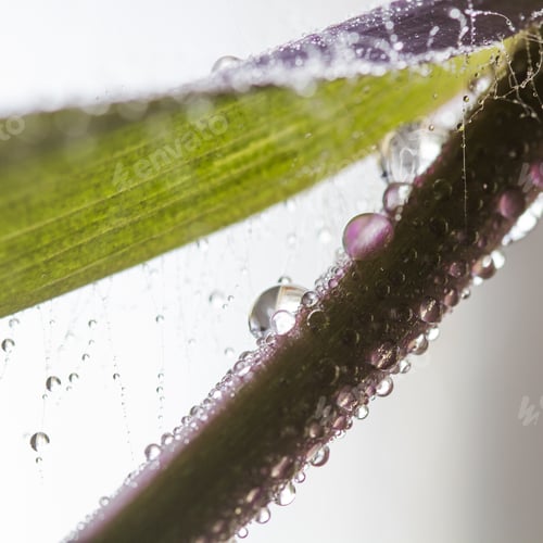 Preview: Composition With Leaves With Water Drops