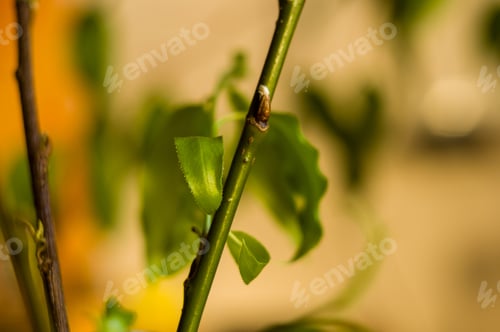 Preview: Willow Branches With Fresh Green Leaves In A Vase