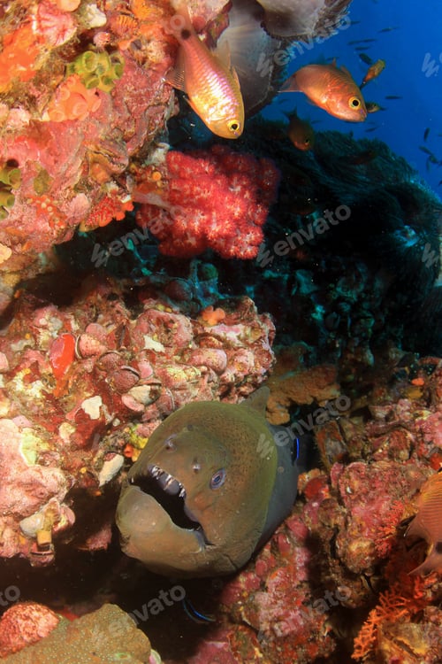Preview: Giant Moray Eel