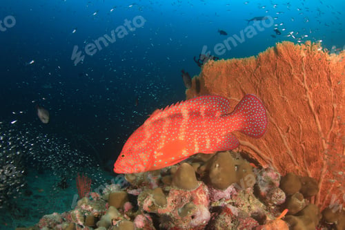 Preview: Coral And Fish Underwater Ocean Reef