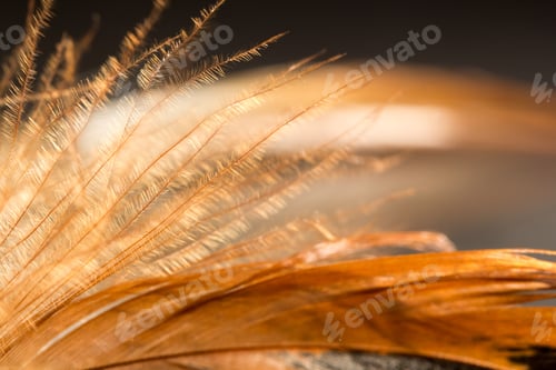 Preview: Colorful Rooster Feather With Details And Reflexions