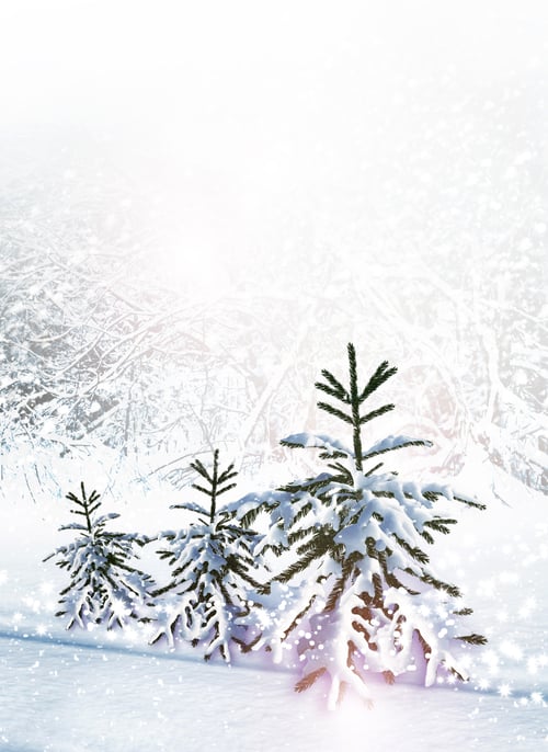 Preview: Winter Forest