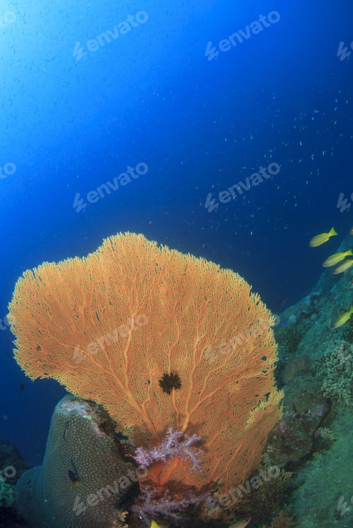 Preview: Gorgonian Fan Coral On Underwater Reef