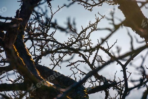 Preview: Leafless Apple Tree Branches. Natural Autumn Background With Shallow Depth Of Field