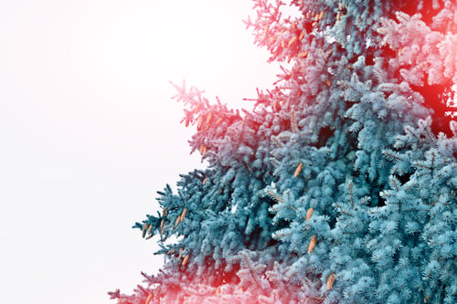 Preview: Snow Covered Trees. Fir Branch Isolated On White Background.