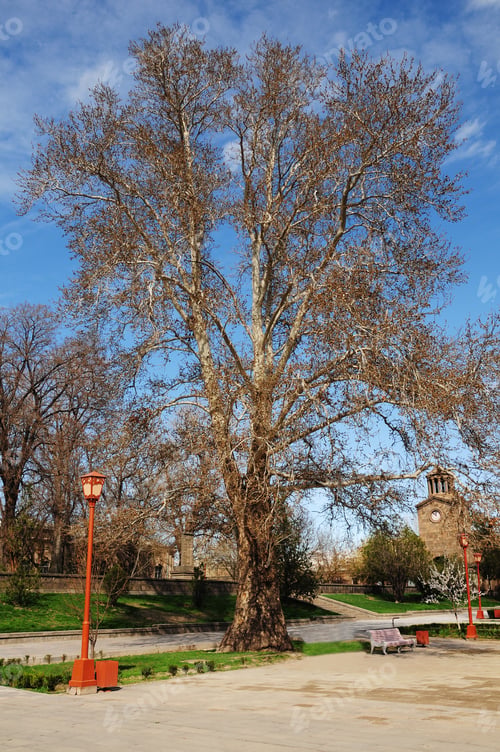 Preview: Spring Tree On Cloudy Blue Sky Background