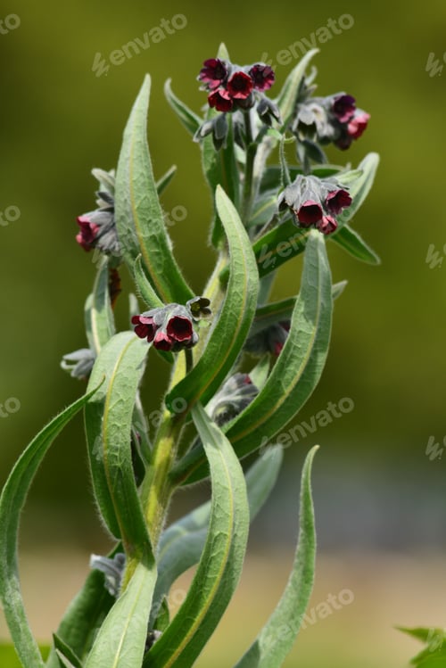 Preview: Blooming Lungwort (Pulmonaria)
