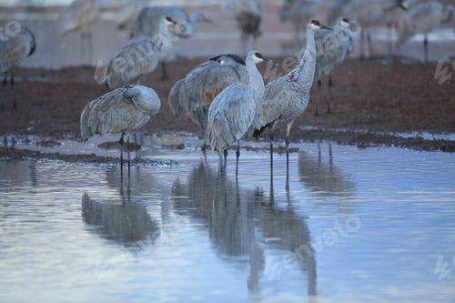 Preview: Sand Hill Crane (Grus Canadensis) At Bosque Del Apache National Wildlife Refuge