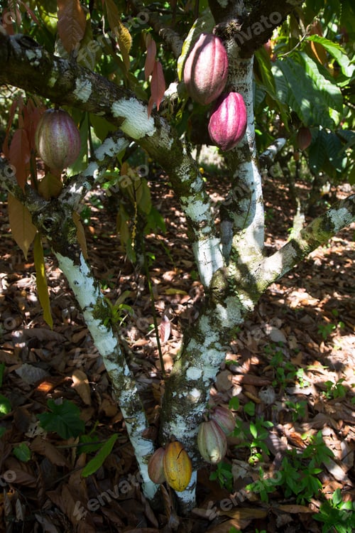 Preview: Colorful Cocoa Beans Growing On The Tree In A Plantation Ready To Pick