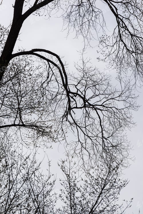 Preview: Beautiful Branches Against Blue Cloudy Sky, Armenia