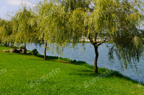 Preview: Willow Trees On The Shore Of Nurigeli Lake In Batumi