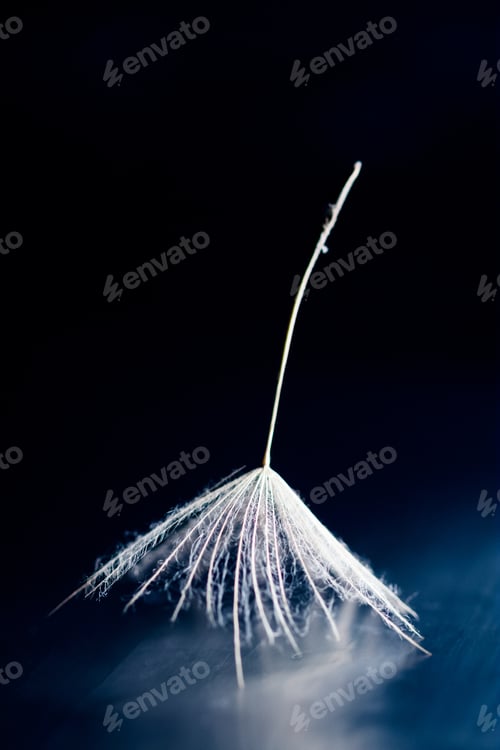 Preview: Dandelion Seeds With Details