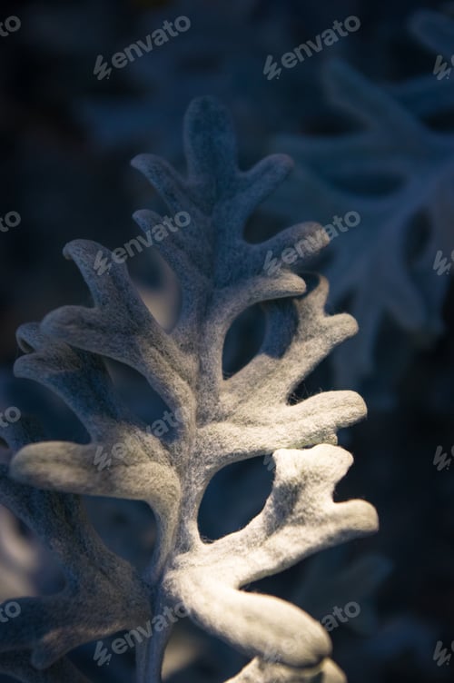 Preview: Silver Dust Cineraria Maritima In The Garden, Close Up.