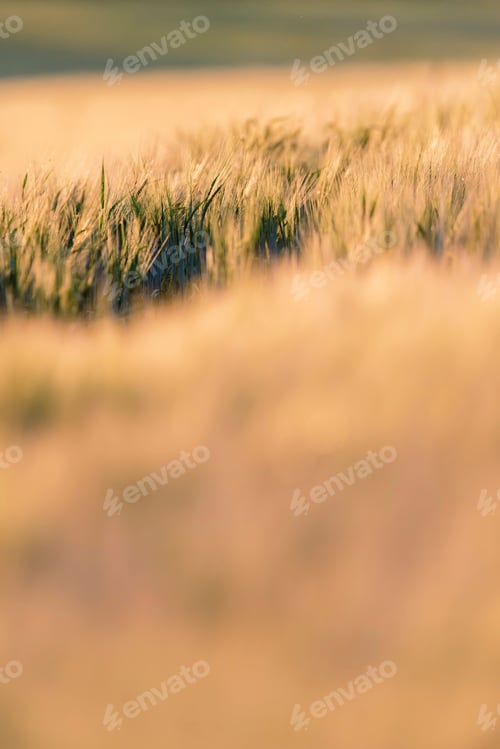 Preview: Detail Of Wheat Field In Evening Sunlight.