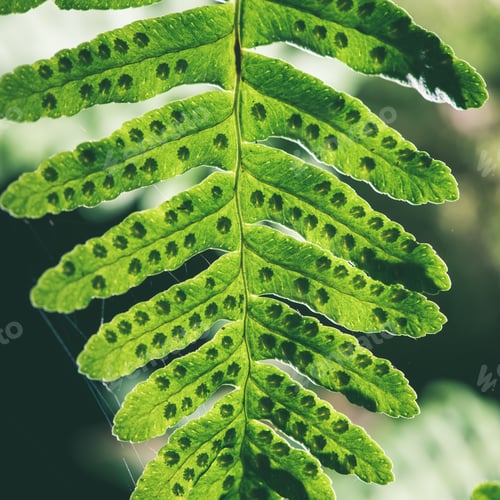 Vista previa: Young Spring Leaves On Green Background In Wet Forest - Instant Vintage Square Photo
