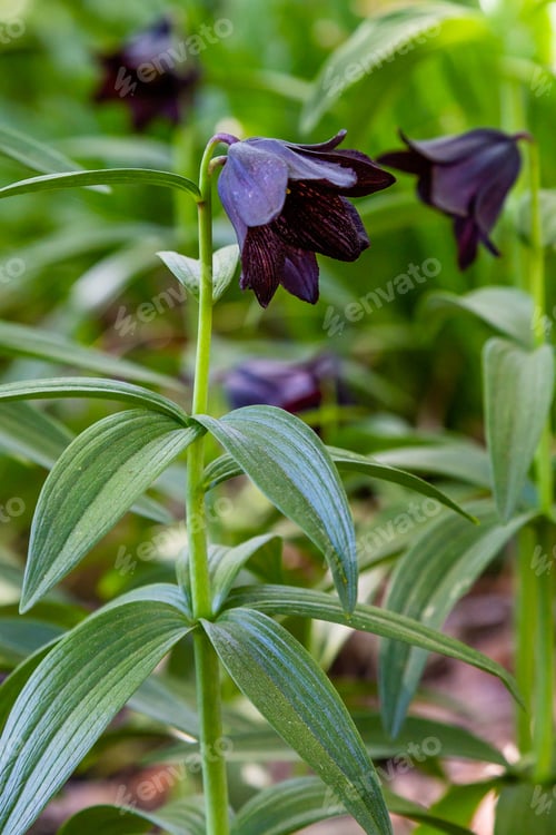 Preview: Fritillaria Camschatcensis In Spring Garden. Growing Bulbs (Fritillaria) In The Garden. Rare And