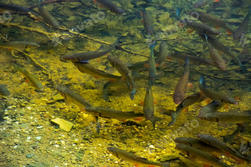 Preview: Lots Of Trout Near The Shore Of Wild Lake. Lovely Nature Background. Clean Environment Concept