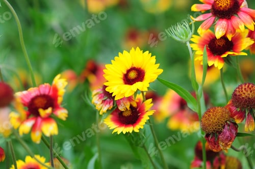 Preview: Gaillardia (Blanket Flower) In Bloom