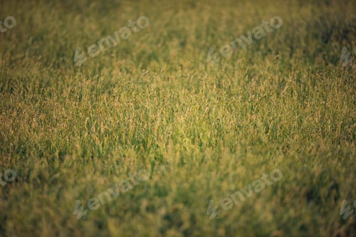 Preview: Detail Of Tall Grass In Meadow.