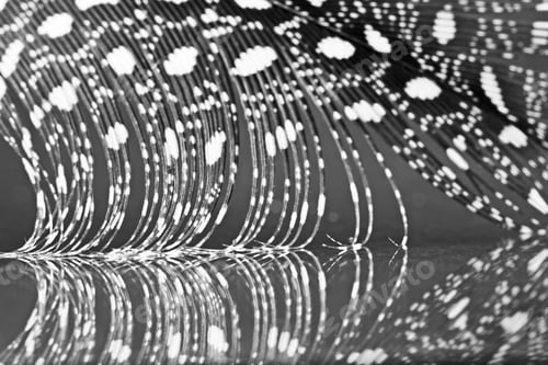 Preview: Guinea Hen Feather With Dark Background