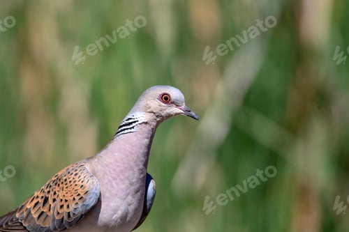Preview: Cute Bird European Turtle Dove. Green Nature Background. Streptopelia Turtur