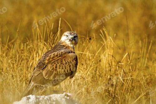 Preview: Bird Of Prey. Buzzard And Its Hunt Least Weasel. Yellow Nature Habitat Background. Bird: Long
