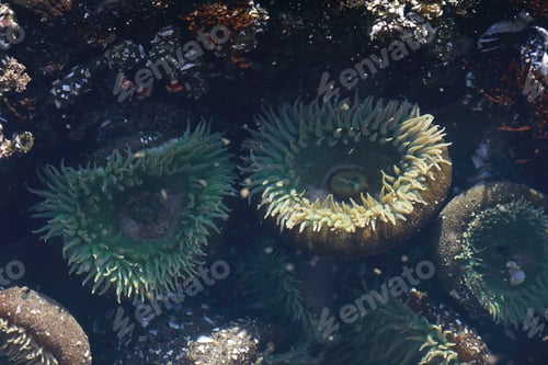 Preview: A Tidal Pool Filled With Sea Anemones And Mussels On The West Coast Oregon Usa