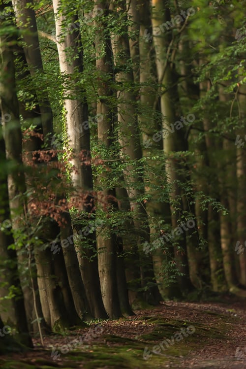 Preview: Row Of Tree Trunks On Forest Path In Sunlight On Summer Morning.