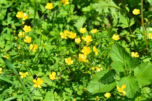 Preview: Meadow Buttercup (Ranunculus Acris)