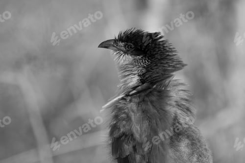 Preview: Burchells Coucal (Centropus Burchelli) In The Kruger National Park, South Africa