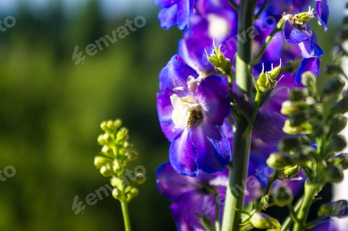 Preview: A Bouquet Of Bright Spring Flowers Of Various Types