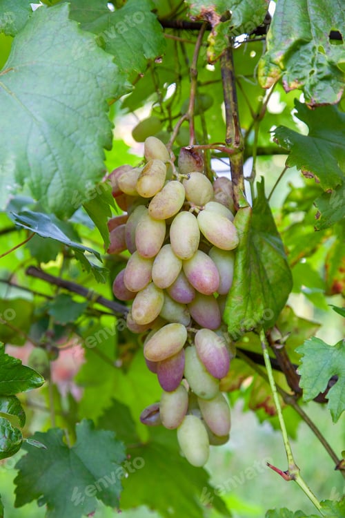 Preview: Bunch Of Pink Grapes With Big Berries Hanging On Grapes Bush In A Vineyard. Close Up View Of Bunch