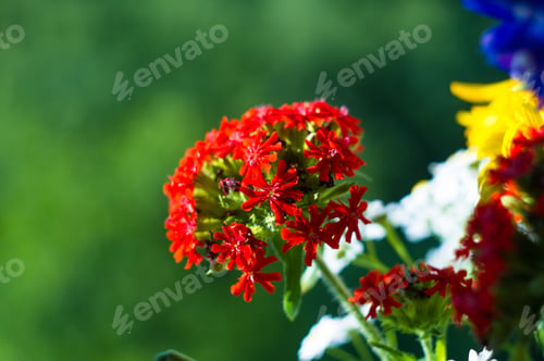 Preview: A Bouquet Of Bright Spring Flowers Of Various Types