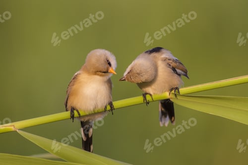 Preview: Cute Birds Kissing. Cute Little Birds. Green Nature Background. Bird: Bearded Reedling. Panurus