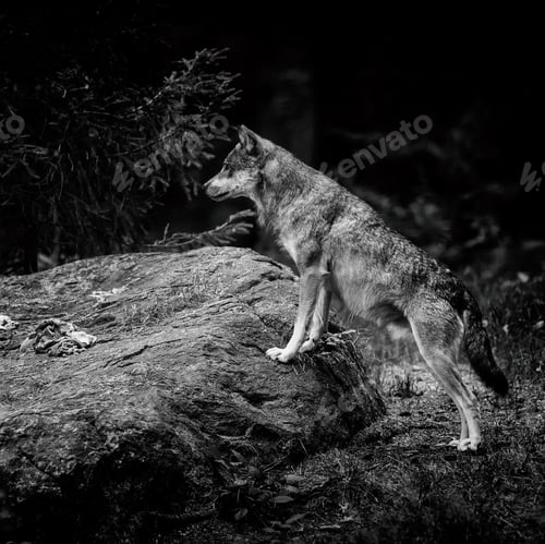 Preview: Gray (Or Grey) Wolves (Canis Lupus) In The Bayerischer Wald National Park In Bavaria, Germany.