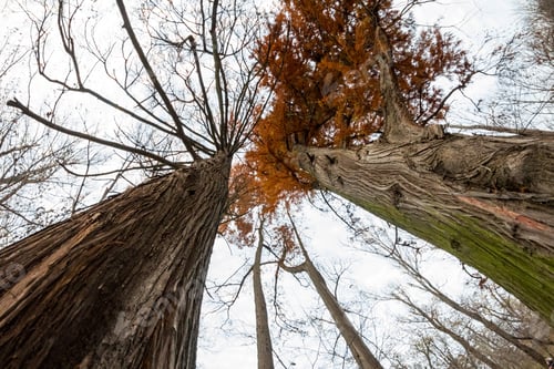 Preview: Late Autumn In The Park With Beautiful, Colorful Leaves. Fisheye Lens Effects