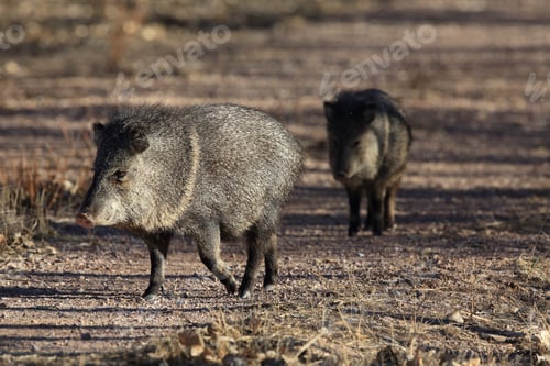 Preview: Javelina In Bosque Del Apache National Wildlife Refuge, New Mexico.
