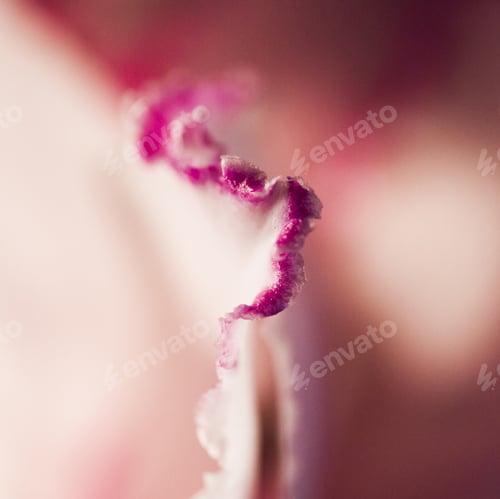 Preview: Abstract, Macro Shot Of Cyclamen Petals. Image Has Grain Texture Visible On Its Maximum Size