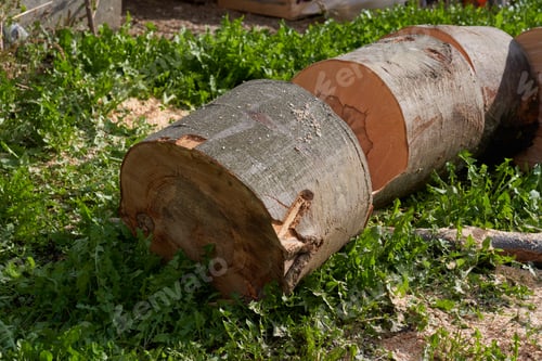 Preview: Beach Wood Ready To Be Logged And Split For The Winter