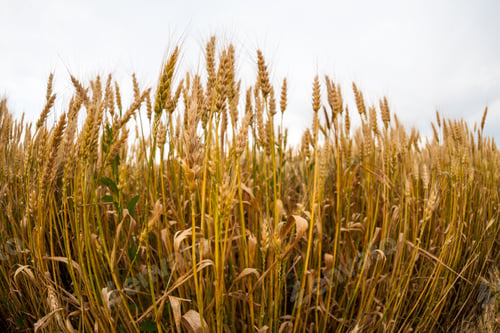 Preview: Wheat Field At Sunset. Fisheye Lens Effects