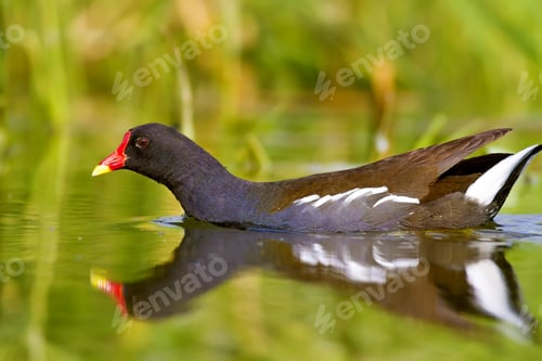 Preview: Nature And Bird. Cute Colorful Water Bird. Lake Habitat And Green Nature Background. Bird: Common