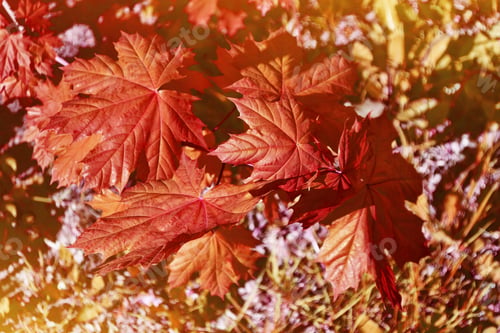 Preview: Autumn Landscape With Bright Colorful Foliage. Indian Summer.