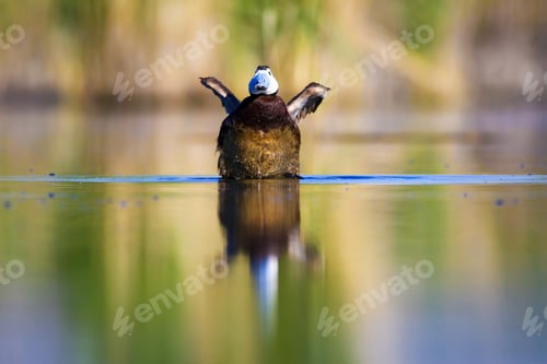 Preview: Swimming Duck. Colorful Nature Background. Bird: White Headed Duck. Oxyura Leucocephala.