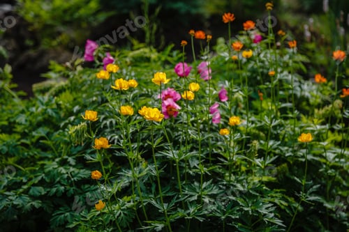 Preview: Beautiful Yellow Globeflowers European (Ranunculaceae) On The Alpine Hill In The Garden