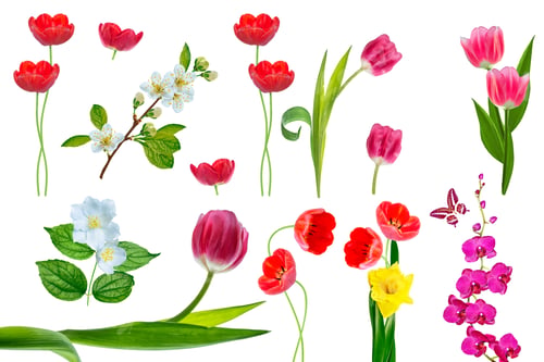 Preview: Bright Colorful Spring Flowers Isolated On White Background. Nature.