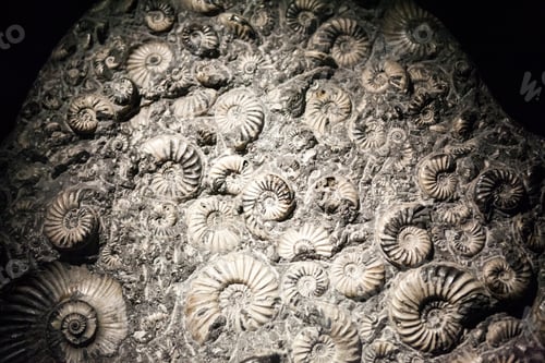 Preview: Petrified Snail Fossils Texture