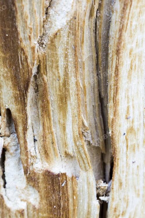 Preview: Remains Of An Old Tree Trunk Without Bark Tree Eaten By Wood Worms With Worm Traces