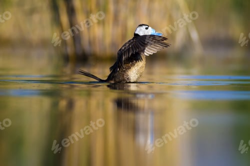 Preview: Swimming Duck. Colorful Nature Background. Bird: White Headed Duck. Oxyura Leucocephala.