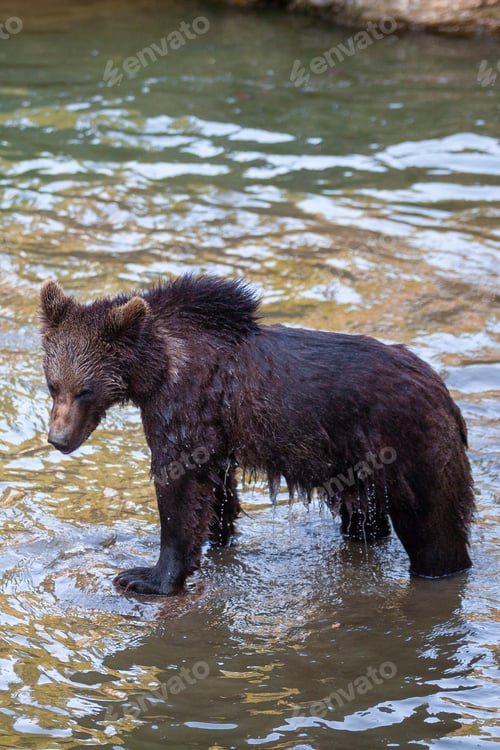 Preview: Brown Bear (Ursus Arctos) In Lake Clark National Park, Alaska, Usa