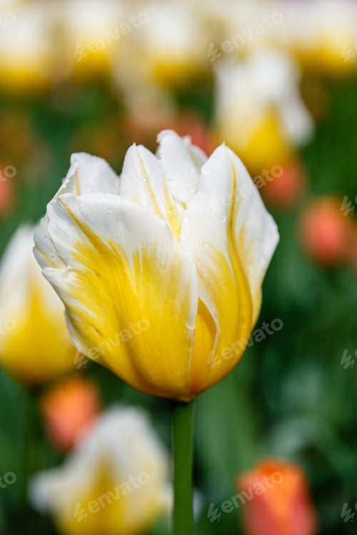 Preview: Yellow Tulips In The Garden. Sort Orange Cassini. Bulbous Plants In The Garden.